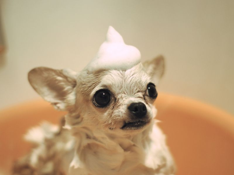 Chihuahua in the bath Chihuahua in the bath