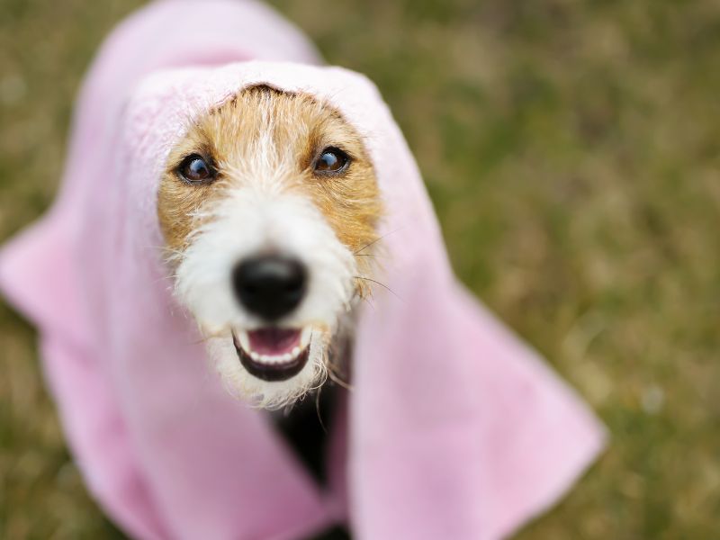 Dog in a towel Dog in a towel