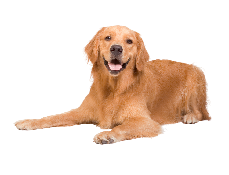 Dog laying down Dog laying down