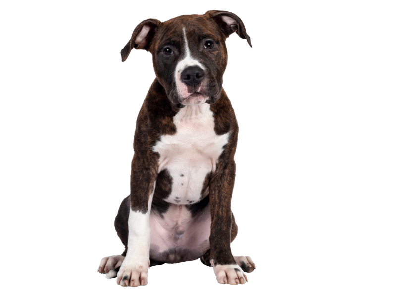 gray-poodle-on-transparent-background-800x600-1 Brown and White dog