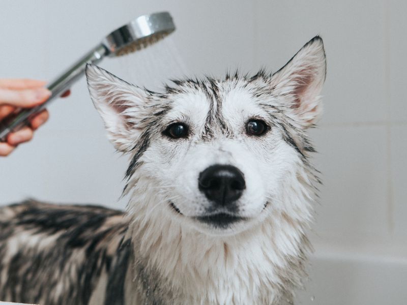 husky in the bath Husky in the bath