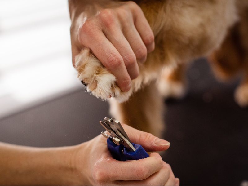 person trimming a dog's nails Person trimming a dog's nails