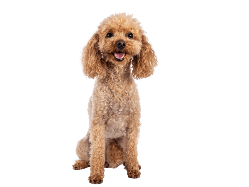 uneven-circle-frame-1-1200x900-1 Small poodle after grooming